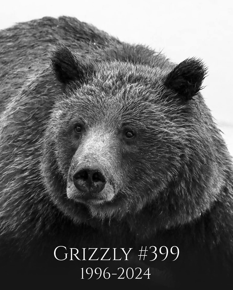 grizzly 399